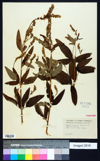 Desmodium canadense image