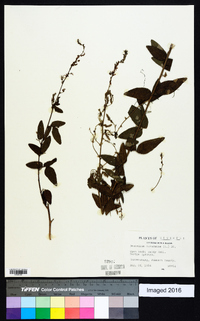 Desmodium canadense image