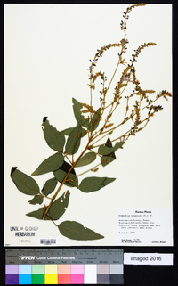 Desmodium canadense image