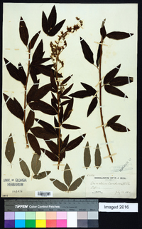 Desmodium canadense image