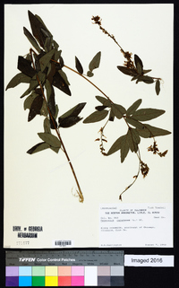 Desmodium canadense image