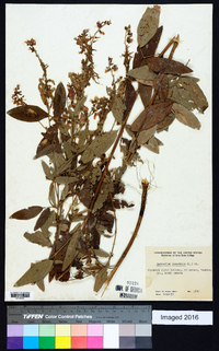 Desmodium canadense image