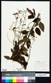 Desmodium canadense image