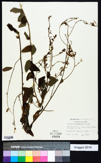 Desmodium canadense image