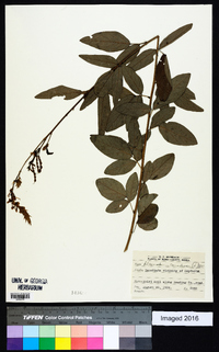 Desmodium canadense image