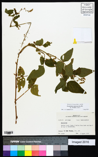 Desmodium canescens image