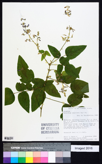 Desmodium canescens image