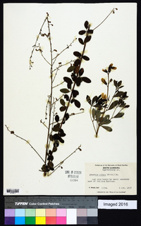 Desmodium ciliare image