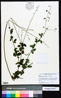 Desmodium ciliare image