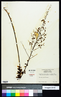 Desmodium ciliare image