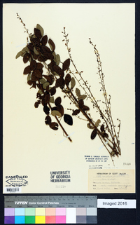 Desmodium ciliare image