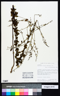 Desmodium ciliare image