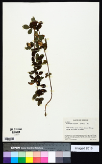 Desmodium ciliare image