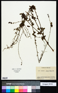 Desmodium ciliare image