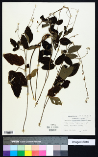 Desmodium cuspidatum image