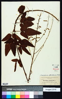 Desmodium floridanum image