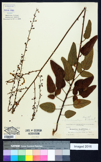 Desmodium floridanum image