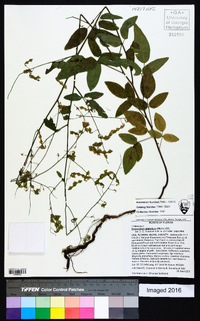 Desmodium glabellum image