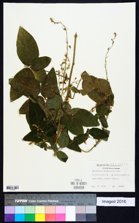 Desmodium illinoense image