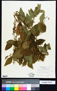 Desmodium illinoense image