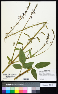 Desmodium illinoense image