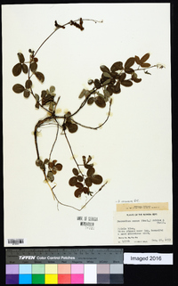 Desmodium incanum image