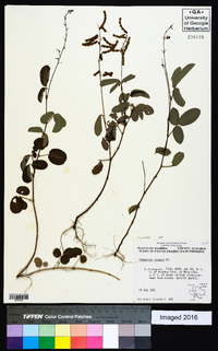 Desmodium incanum image