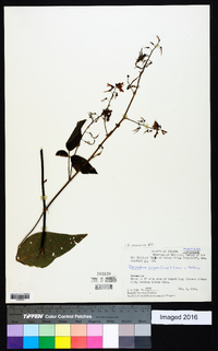 Desmodium incanum image