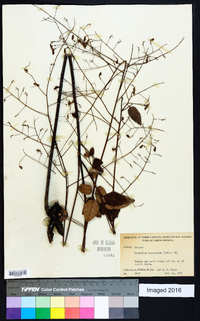 Desmodium laevigatum image