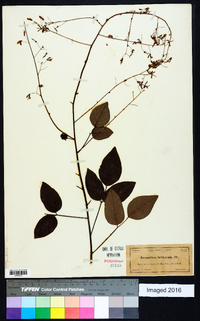 Desmodium laevigatum image