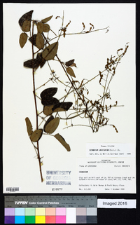 Desmodium laevigatum image