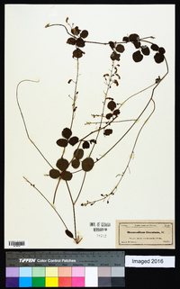 Desmodium lineatum image