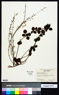 Desmodium lineatum image