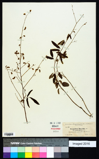 Desmodium lineatum image