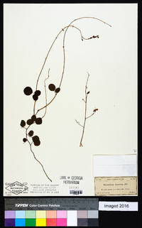 Desmodium lineatum image