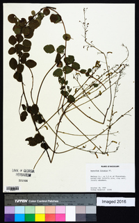 Desmodium lineatum image