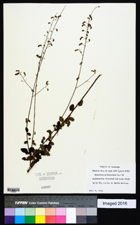 Desmodium marilandicum image