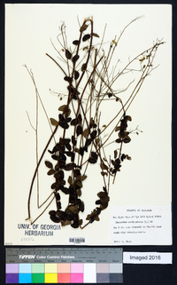 Desmodium marilandicum image