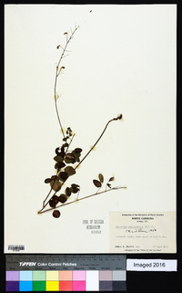 Desmodium marilandicum image