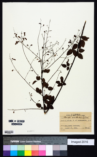 Desmodium marilandicum image