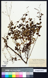 Desmodium marilandicum image