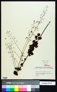 Desmodium marilandicum image