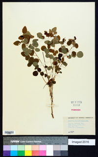 Desmodium marilandicum image