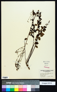 Desmodium marilandicum image