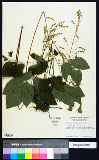 Hylodesmum nudiflorum image