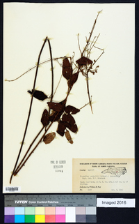 Desmodium nuttallii image