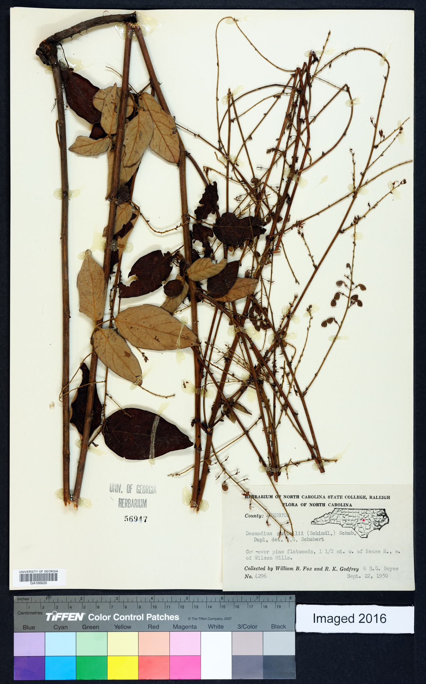 Desmodium nuttallii image