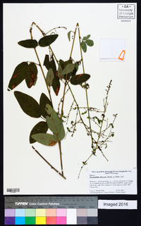 Desmodium obtusum image