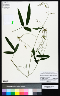 Desmodium paniculatum var. paniculatum image