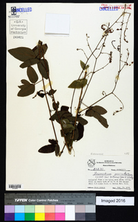 Desmodium perplexum image